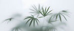 霧氣磨砂膜效果綠植貼圖