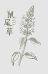 手繪鼠尾草植物圖