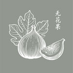 手繪無花果圖案設(shè)計