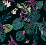 熱帶植物葉子花