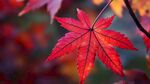 秋意紅楓 盡顯自然之美
