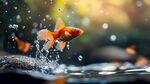 金魚躍水間的靈動瞬間