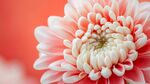 粉色菊花特寫 柔美綻放
