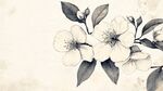 黑白花卉手繪插畫