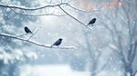 雪天枝頭的三只小鳥(niǎo)