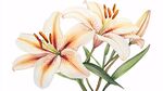 優(yōu)雅百合花插畫(huà)