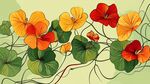 旱金蓮插畫 多彩花卉綻放