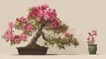 精美杜鵑盆景與小盆栽