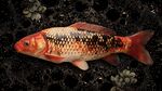錦鯉魚特寫 水中靈動之美