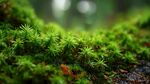 翠綠苔蘚特寫(xiě) 自然生機(jī)