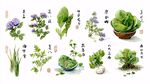 中式水墨風(fēng)蔬菜花卉圖鑒