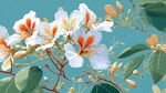 藍(lán)天下的美麗羊蹄甲花朵
