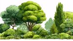 蔥郁多樣的園林樹木景觀