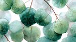 水彩風(fēng)清新圓葉植物圖