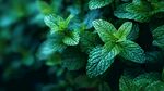 清新薄荷葉 綠意盎然