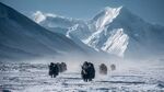 雪域牦牛隊穿行壯美雪山