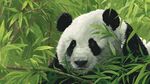 竹林中的可愛大熊貓