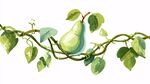 水彩風(fēng)藤蔓上的青梨