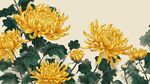 金黃菊花綻放 盡顯生機(jī)