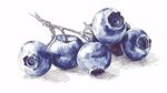 手繪藍莓靜物圖