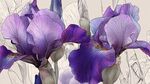 紫色鳶尾花精美手繪插畫