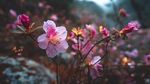 嬌艷綻放的野生粉色杜鵑花