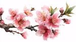 枝頭粉嫩桃花綻放