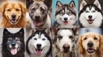 多樣萌犬大集合