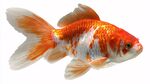 橙白相間金魚優(yōu)雅游動