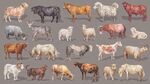 多樣家畜集合圖