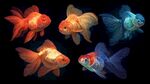 五彩斑斕的美麗金魚