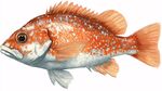 橙白相間斑點(diǎn)魚插畫