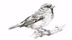 枝頭麻雀素描圖