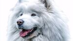 微笑的薩摩耶犬