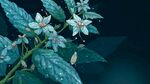雨中藍葉白花植物特寫