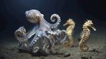 章魚與海馬的海底同框