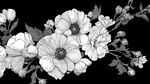 黑白花卉插畫