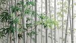 清幽竹林 綠意盎然