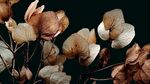 干花靜物 歲月沉淀的優(yōu)雅