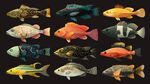 多彩斑斕的各式魚類展示