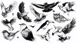 手繪鳥類集合插畫