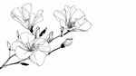 玉蘭花枝線描圖