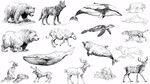 手繪野生動物集合