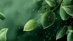 雨中綠葉 清新自然景致
