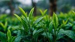 嫩綠茶芽 清新茶園景致