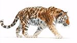行走的斑斕猛虎