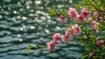湖畔桃花綻放