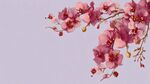 粉色蘭花枝 淡雅花卉景