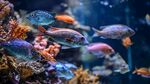 多彩海底魚群暢游珊瑚間