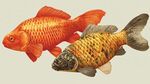 兩條色彩艷麗的錦鯉魚